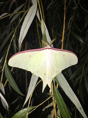 Actias artemis
