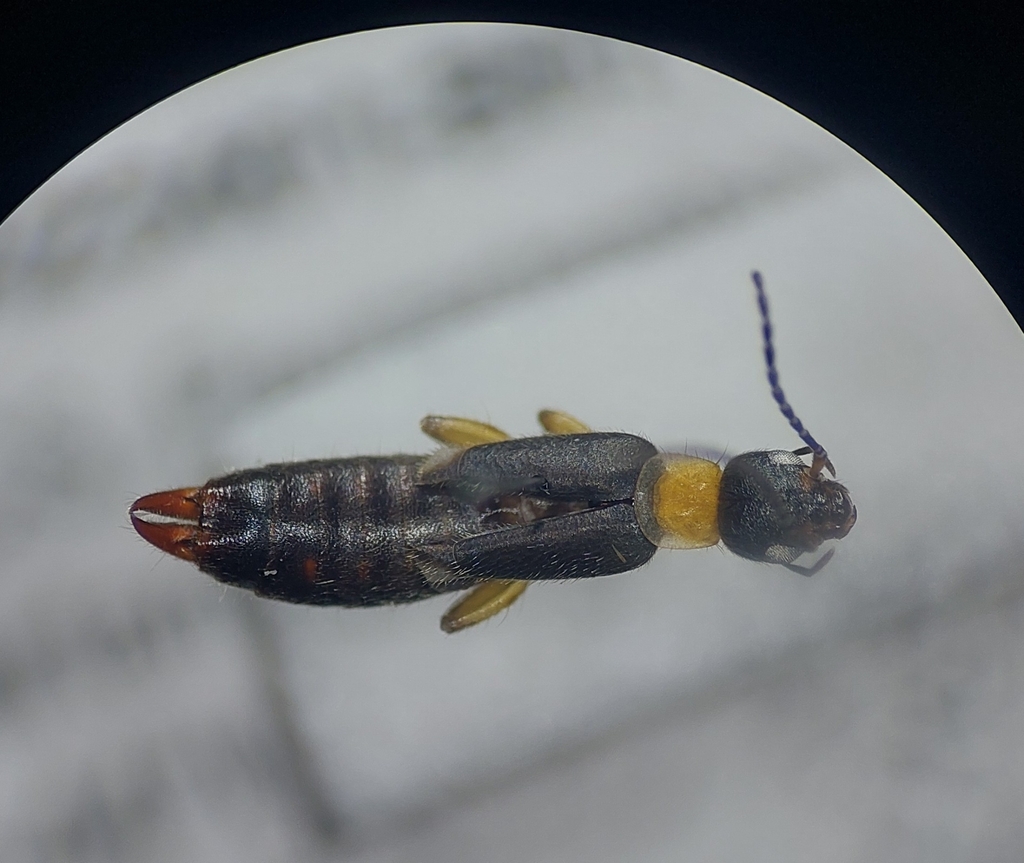 Barygerax auricoma