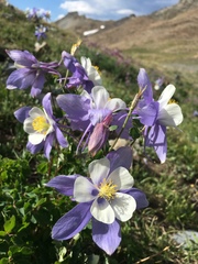 Aquilegia coerulea