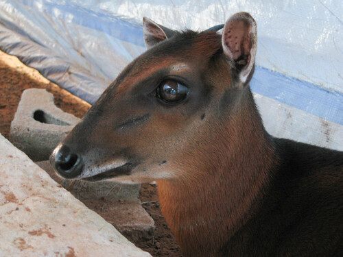 Bay Duiker