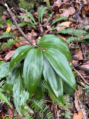 Ruscus streptophyllus, photograph 5