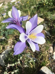 Aquilegia coerulea