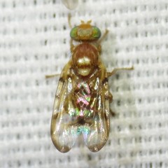 Paraterellia immaculata