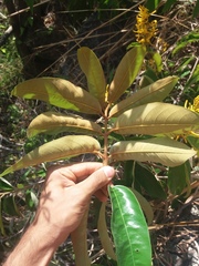 Vochysia pyramidalis