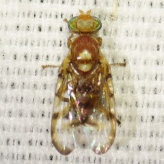 Paraterellia immaculata
