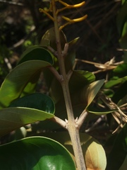 Vochysia pyramidalis