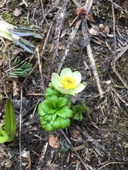 Trollius laxus