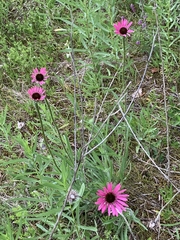 Echinacea tennesseensis