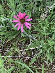 Echinacea tennesseensis