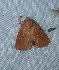 Apoda latomia