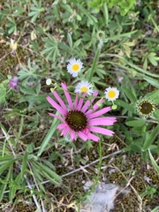 Echinacea tennesseensis