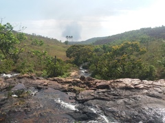 Vochysia pyramidalis