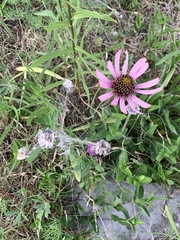 Echinacea tennesseensis