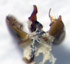 Sagola pulchra