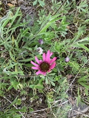 Echinacea tennesseensis