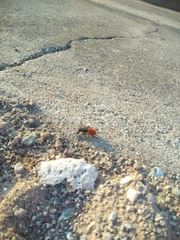 Dasymutilla magnifica