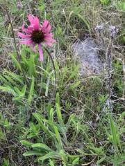 Echinacea tennesseensis