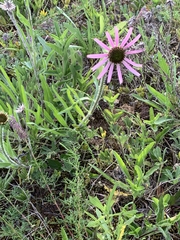 Echinacea tennesseensis