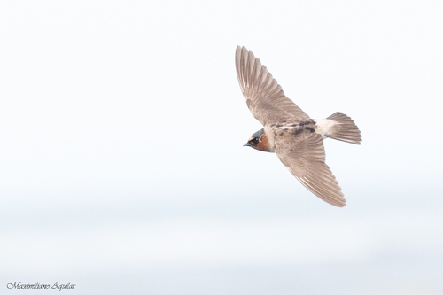 Hirondelle à front blanc