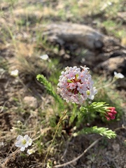 Stellera chamaejasme