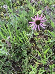 Echinacea tennesseensis
