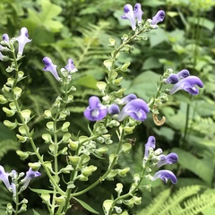 Scutellaria incana
