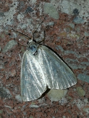 Protodeltote albidula