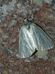 Protodeltote albidula