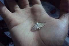 Crambidae