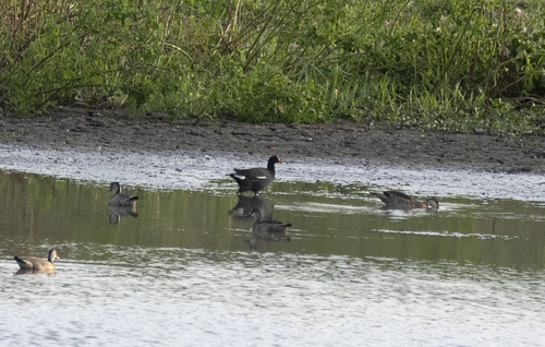 South American Common Gallinule