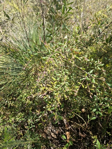 Image of Grevillea mucronulata by (c) ronavery, some rights reserved (CC BY)