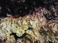 Chamberlainium tumidum