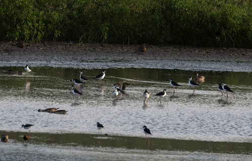 Black-necked Stilt