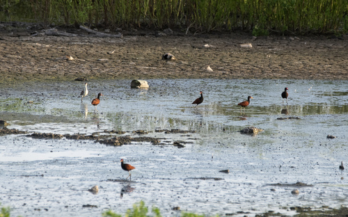 South American Wattled Jacana