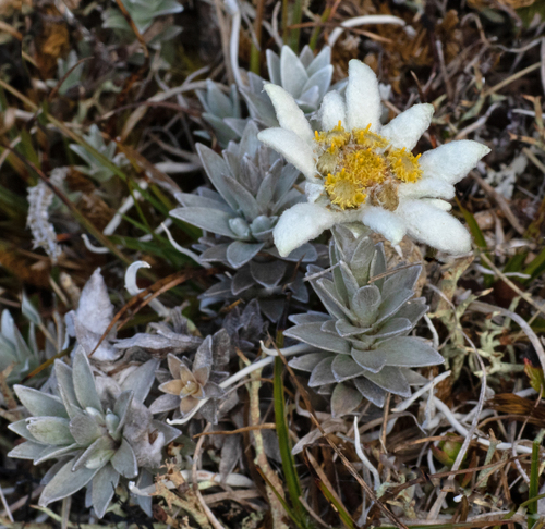 Marlborough edelweiss (Leucogenes neglecta)
