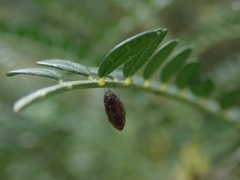 Meteorus pulchricornis