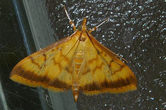 Sinibotys evenoralis