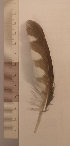 Plume de Chouette de Tengmalm