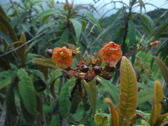 Rhytidophyllum bicolor