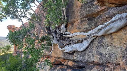 Ficus cordata (Ficus cordata)