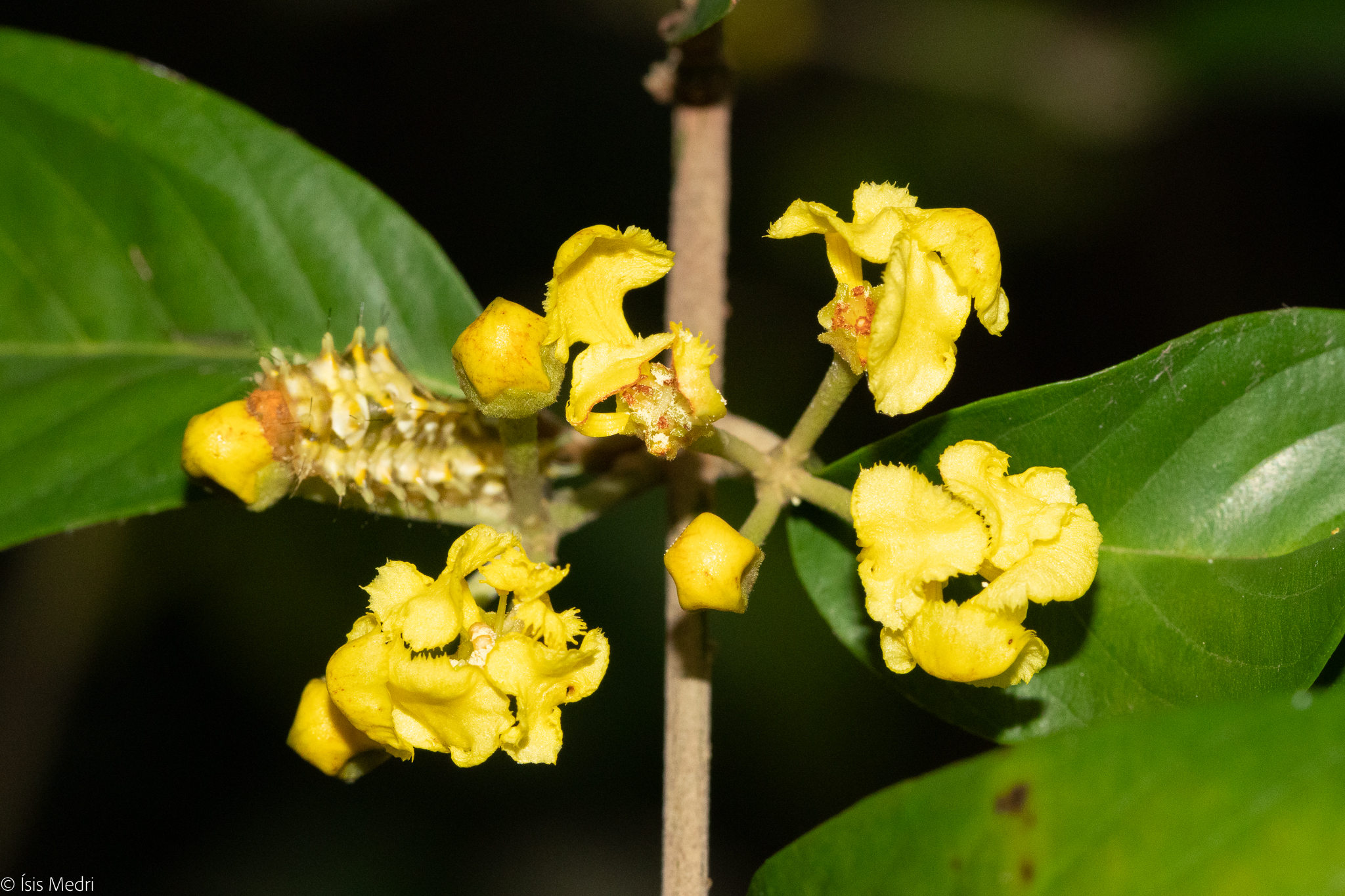 Hiraea hatschbachii