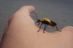 Chauliognathus heros