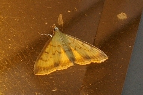 Torulisquama