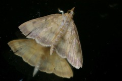 Torulisquama obliquilinealis
