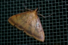Torulisquama obliquilinealis