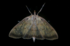 Torulisquama obliquilinealis