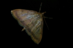 Torulisquama obliquilinealis