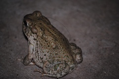 Anaxyrus speciosus