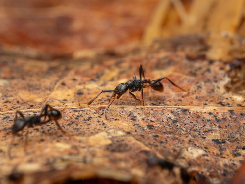 Aenictus sulawesiensisAenictus sulawesiensis