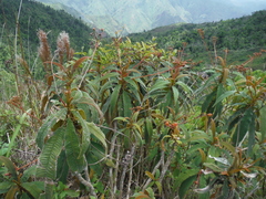 Rhytidophyllum bicolor